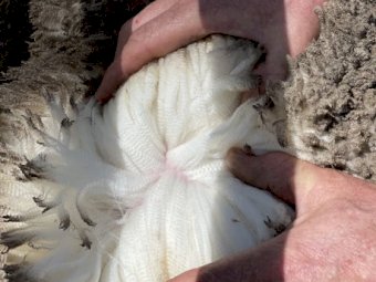 7 Centerplus Merino Rams