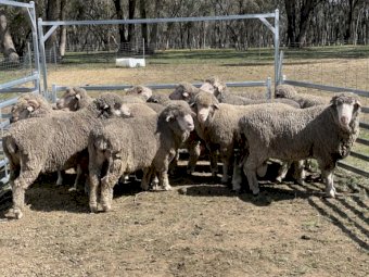 7 Centerplus Merino Rams