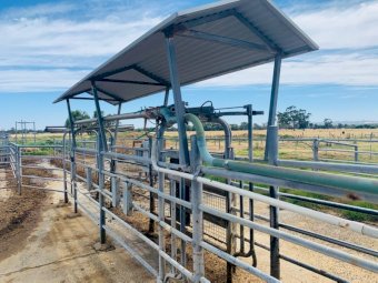 50 Stand Yarroweyah Rotary Dairy "Offers"