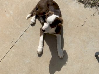 Border Collie Female Pup