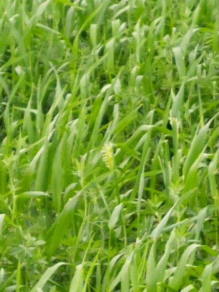 Expression of interest in 30 acres of Lucerne and Barley mix for Silage