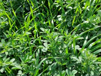 Expression of interest in 30 acres of Lucerne and Barley mix for Silage