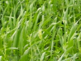 Expression of interest in 30 acres of Lucerne and Barley mix for Silage