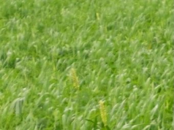 Expression of interest in 30 acres of Lucerne and Barley mix for Silage