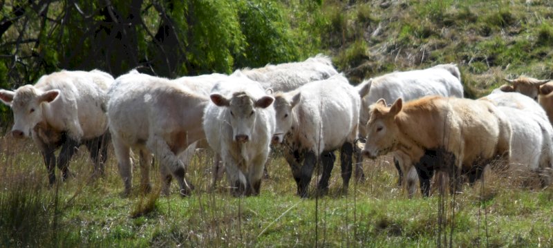 20 Joined Exceptional Future Breeder Charolais Heifers