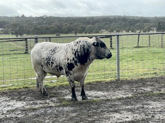 JAD Speckle Park Bull