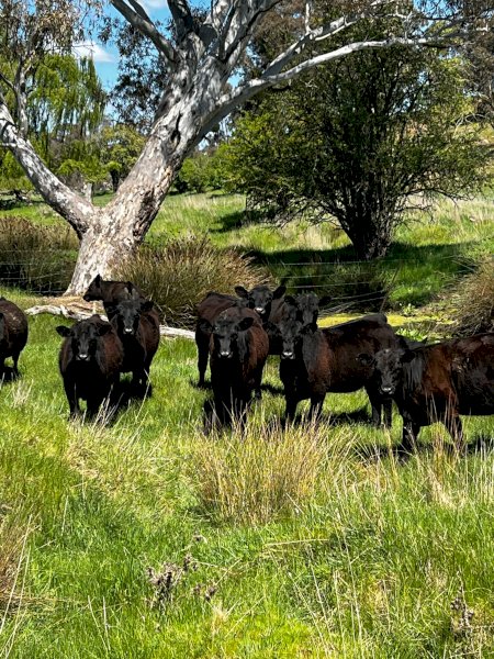 26 Temania Blood Angus Heifers