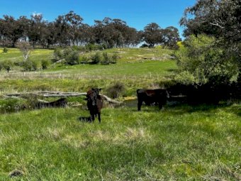 26 Temania Blood Angus Heifers