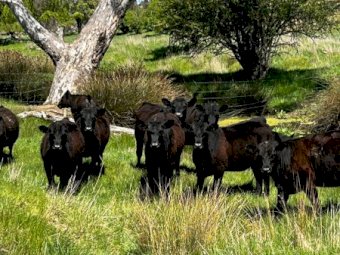 26 Temania Blood Angus Heifers