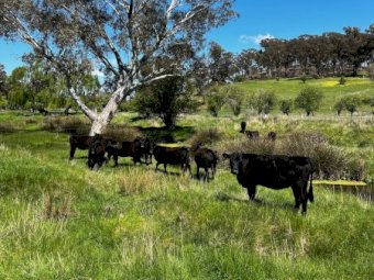26 Temania Blood Angus Heifers