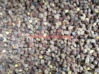 Lentils/Chickpeas/Linseeds Screenings & Colour Sortex Rejects (In Bulka Bags) - Stockfeeds