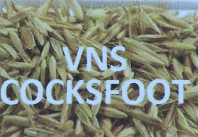 VNS Cocksfoot