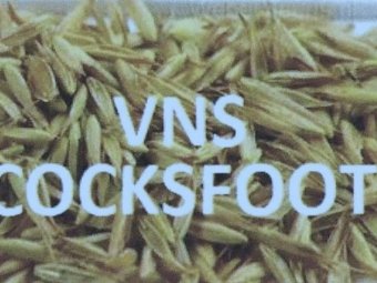 VNS Cocksfoot