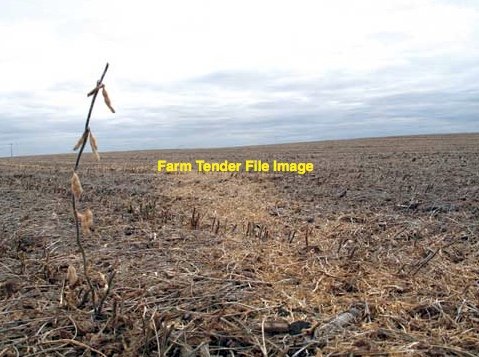 Wanted Bean Stubbles $2.50 week for lambs