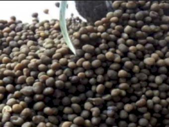 DAP - Ex Newcastle - Available now