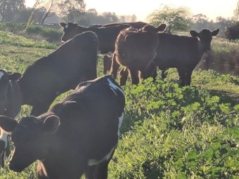12 Cross Bred Heifers