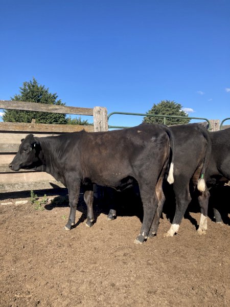 10 Santa Cross Heifers PTIC