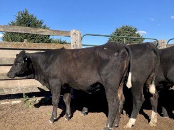 10 Santa Cross Heifers PTIC