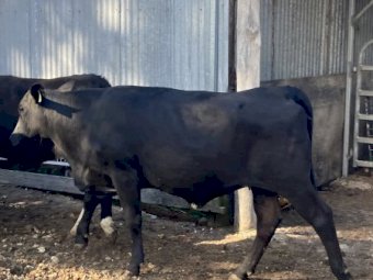 10 Santa Cross Heifers PTIC