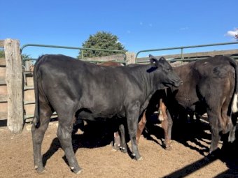 10 Santa Cross Heifers PTIC