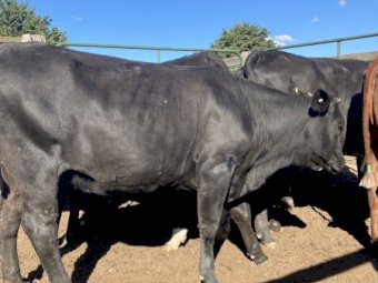10 Santa Cross Heifers PTIC