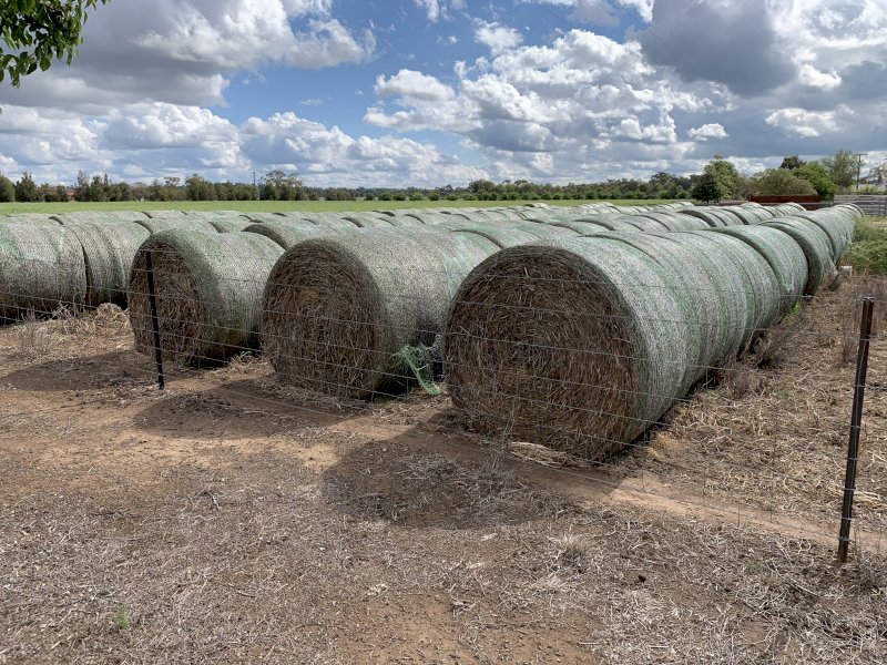 Triticale Hay 5 x 4 Rolls