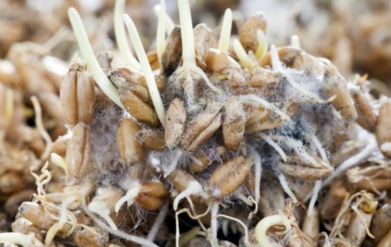 Spoiled/mouldy grains or animal feed wanted