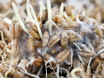 Spoiled/mouldy grains or animal feed wanted