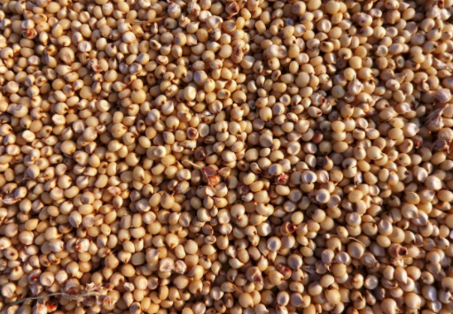 Planting Sorghum? MAP available just for you