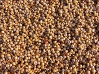 Planting Sorghum? MAP available just for you