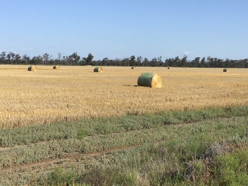 Barley Straw   300 Bales.