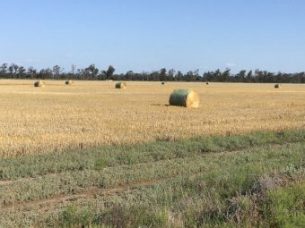 Barley Straw   300 Bales.