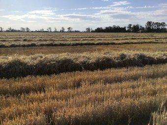 Barley Straw   300 Bales.