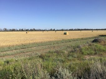 Barley Straw   300 Bales.
