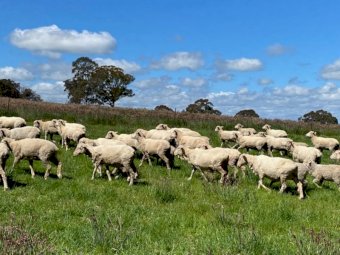 41 Merino Ewes With Lambs at Foot