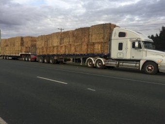 2009 Freightliner Century 120 Prime Mover