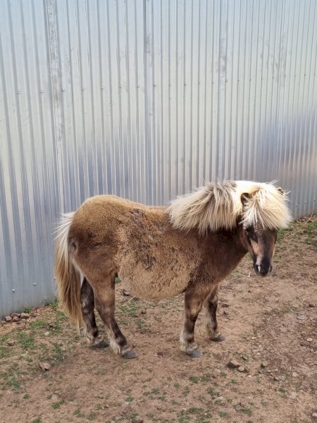Miniature Colt Foal (10mths old)
