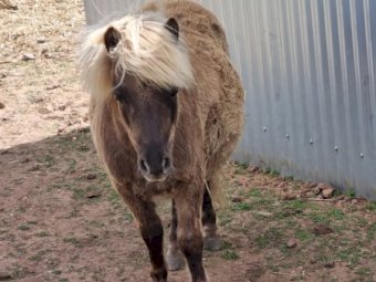 Miniature Colt Foal (10mths old)