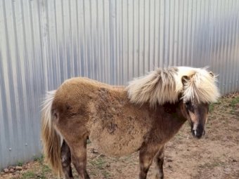 Miniature Colt Foal (10mths old)