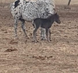 Miniature Colt Foal (10mths old)