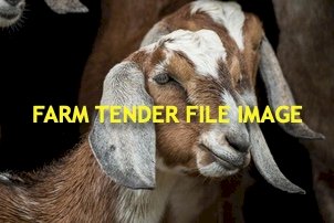 Cross bred Dairy Goat