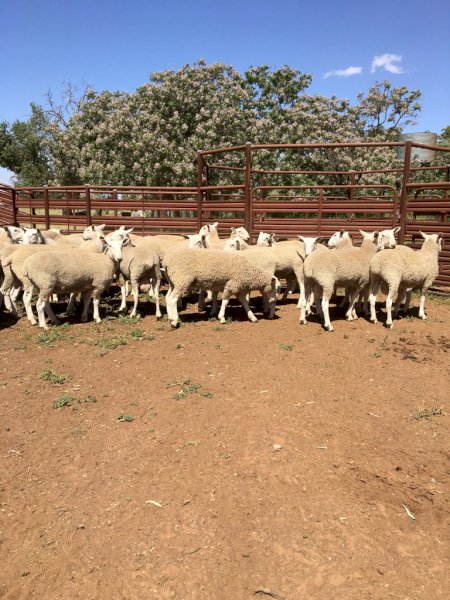 Border Leicester Rams - Narromine