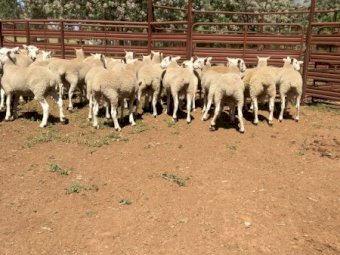 Border Leicester Rams - Narromine