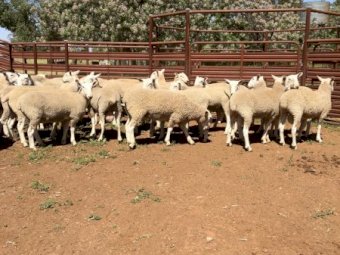 Border Leicester Rams - Narromine