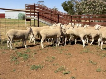 Border Leicester Rams - Narromine