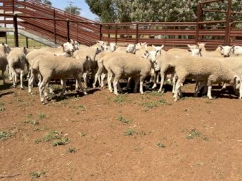 Border Leicester Rams - Narromine