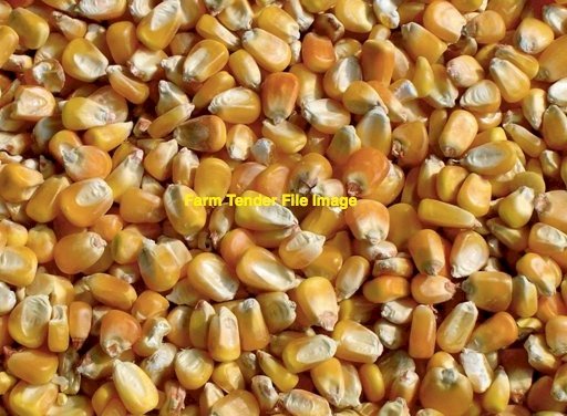 500 mt Grit Corn  1756 Available April/May 2022