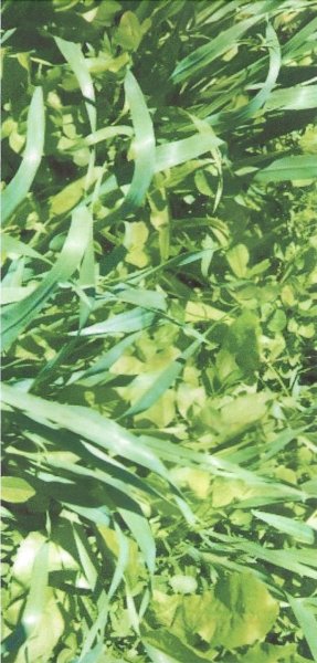 Pasture Mix – Triticale, ryegrass, turnip 3 way blend
