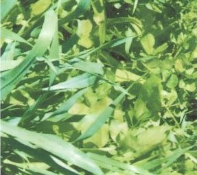 Pasture Mix – Triticale, ryegrass, turnip 3 way blend