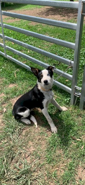 Border Collie Working Dogs